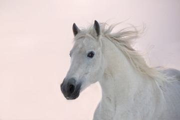 Fototapeta na wymiar White Arabian horse runs on sunset background