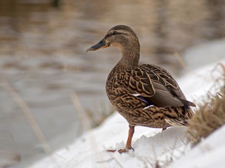 kaczka © Henryk Olszewski