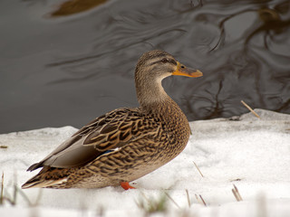 kaczka
