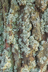 wooden texture background