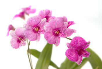 Violet orchid ,thai orchid isolated
