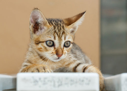 Thai cute kitten