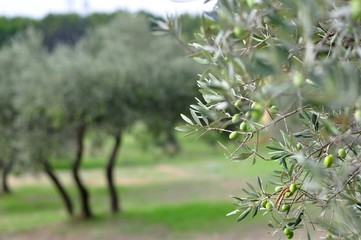 OLIVES VERTES