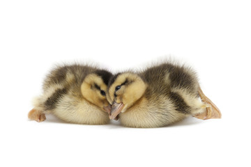 two Little Baby Ducks