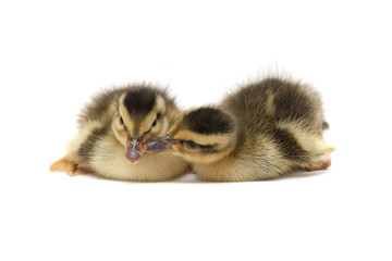 two Little Baby Ducks