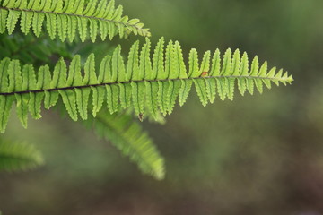 fern_001