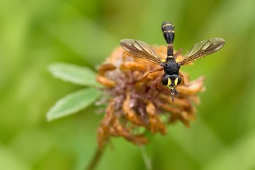 Vierstreifige Dickkopffliege / Four-lane giant fly