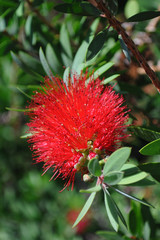 New Zealand Christmas Tree Red Flower Plants