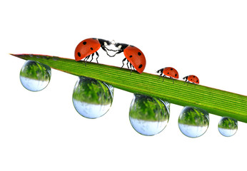 Loving ladybugs sitting on the dewy grass