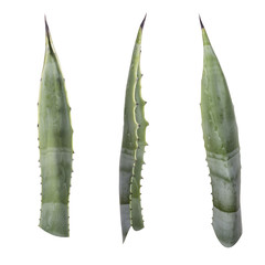 agave leaf