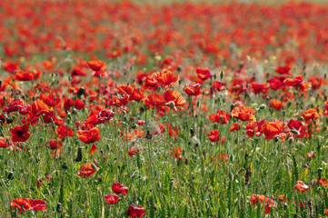 Lots of poppy