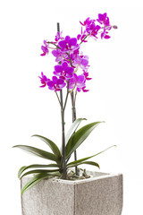 Naklejka na ściany i meble Orchidee im Topf auf weißem Hintergrund
