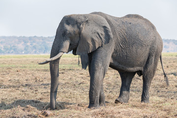 Fototapeta na wymiar głowa słonia