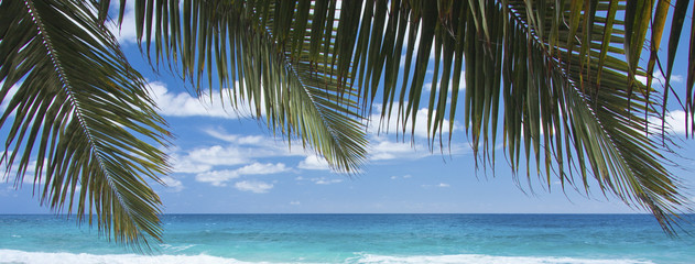 palmes de cocotiers sur fond d'océan