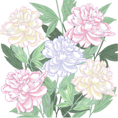 Background with pink and white peony.Vector illustration