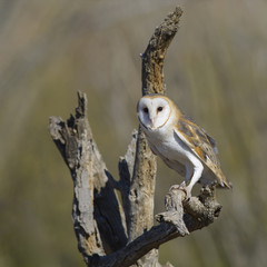 Common Barn Owl