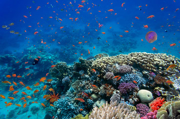 Fototapeta na wymiar Tropical fish and Hard corals