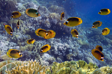 School of fish: Red Sea Raccoon Butterflyfish on coral reef