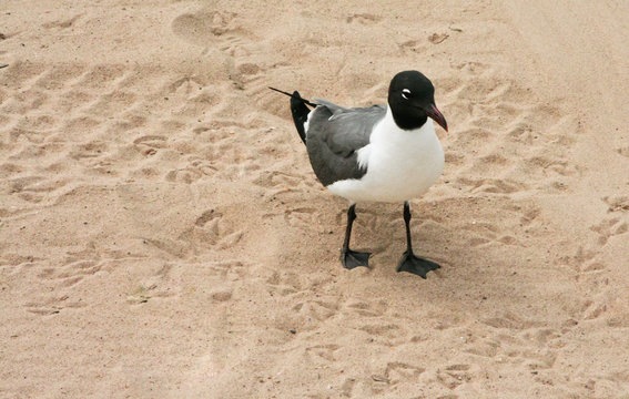 Fototapeta Coney Island seagull