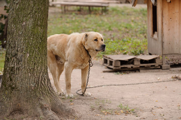 Dog on Chain