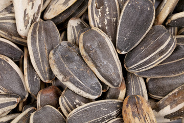 Background of sunflower seeds.