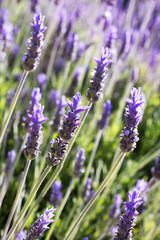 branches of flowering lavender