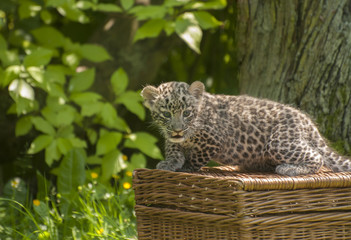 Fototapeta premium Small Persian leopard