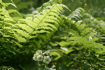 Fern leaves