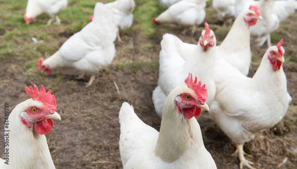 Wall mural White chicken