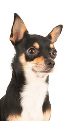 Chihuahua portrait isolated over white background
