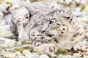 Snow leopard Uncia uncia