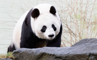 Obraz premium Giant Panda Bear