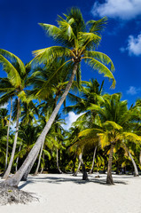 Beautiful sunny beach with lots of tall palm trees. Wallpaper - obrazy, fototapety, plakaty