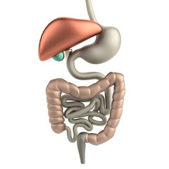 realistic 3d render of digestive system