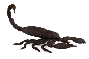 realistic 3d render of black emperor