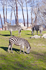 Zebras feeding on grass