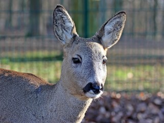 Reh (Capreolus capreolus)