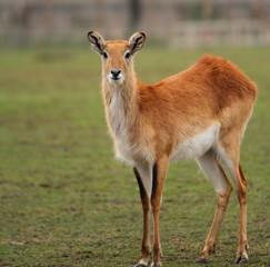 Kafue Flats Lechwe