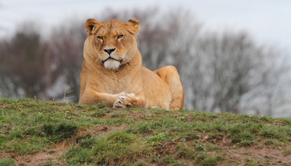 Lion