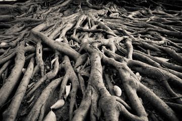 banyan tree root - obrazy, fototapety, plakaty