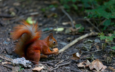 Red squirrel eat walnut in autumn forest