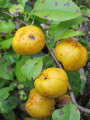 Cultivar Chaenomeles speciosa (Rosaceae) ripe fruit 