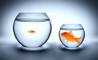big goldfish in a small aquarium - outgrown concept