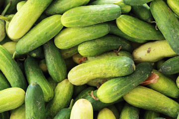 Fresh cucumber in the market
