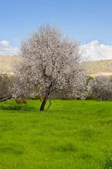 Blossoming sakura or Japanese cherry tree, flower twig against the blue sky