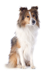 shetland dog