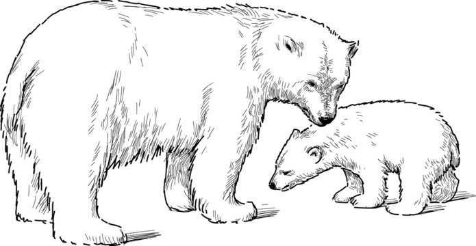 white bear with cub