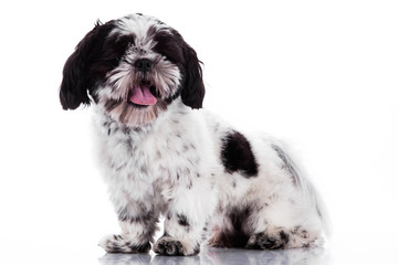 Shih tzu dog on white background