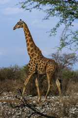 Giraffe, Etosha Nationalpark in Namibia