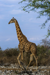 Giraffe, Etosha Nationalpark in Namibia